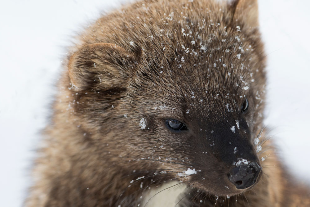 Letter to the Editor: Is it too inconvenient to protect NH wildlife?