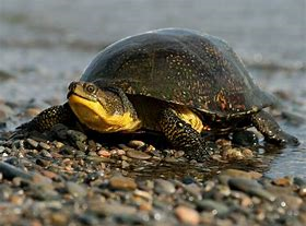 Threatened Blanding Turtle