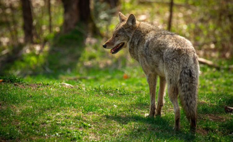 North American Coyote